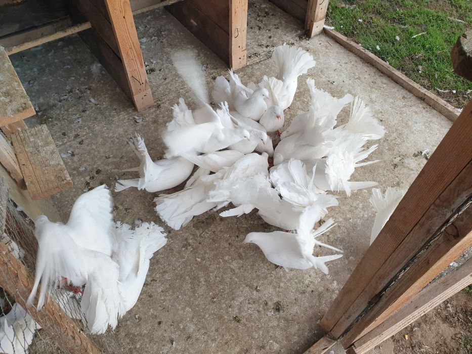 Prumbei voiajori si infoiati albi