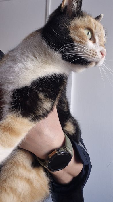 КОТЯТА ждут семью !!!