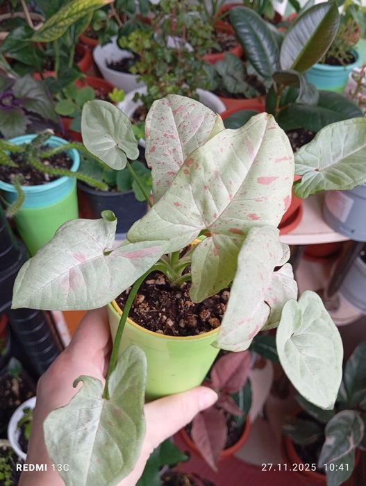 Продам комнатные растения