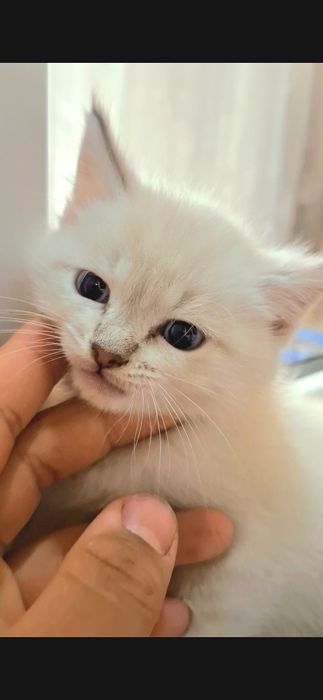 Котенок голубоглазый