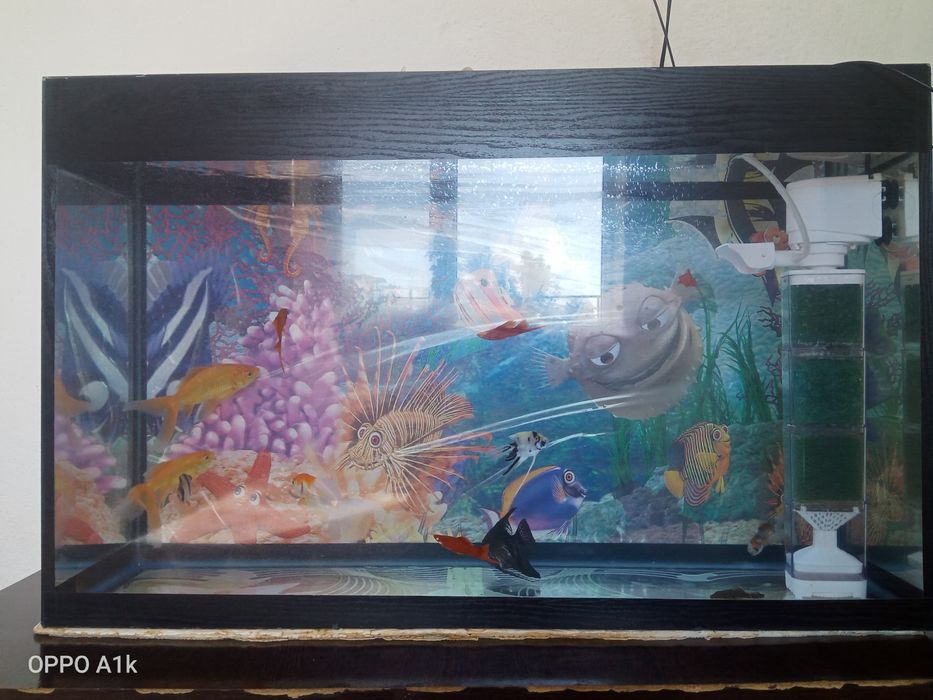 Аквариум балығымен