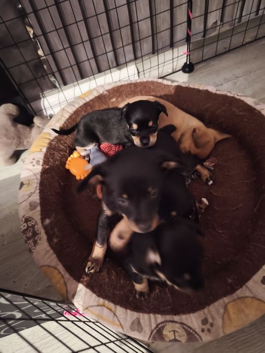 Мини Тойчики девочки