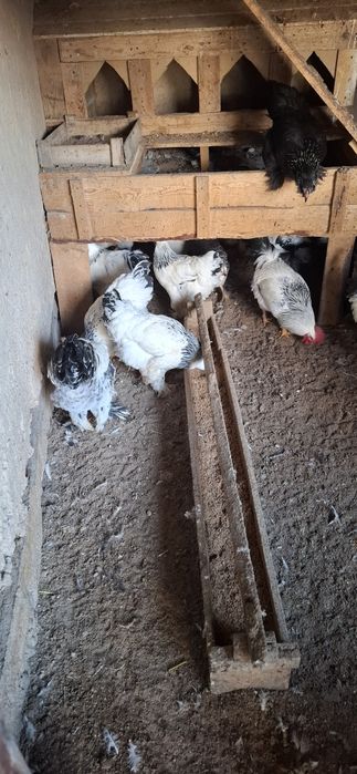 Brama tovuq va xo'roz