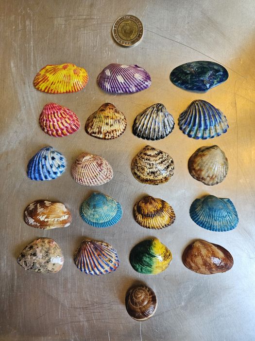 Красивые ракушки.