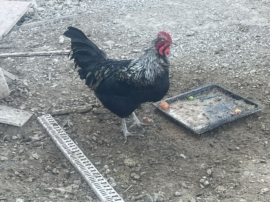 Жас Кораз сатылады молодой петух продам