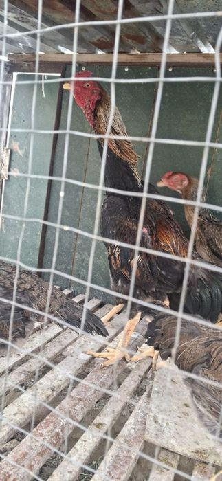 куланги хуроз сотилади