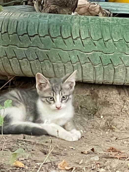 Котята. Отдам в хорошие руки