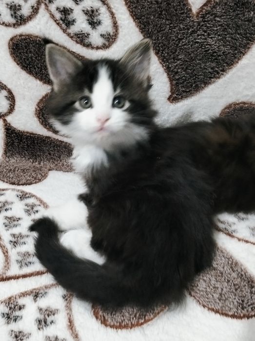 Крупные малыши Мейнкун!