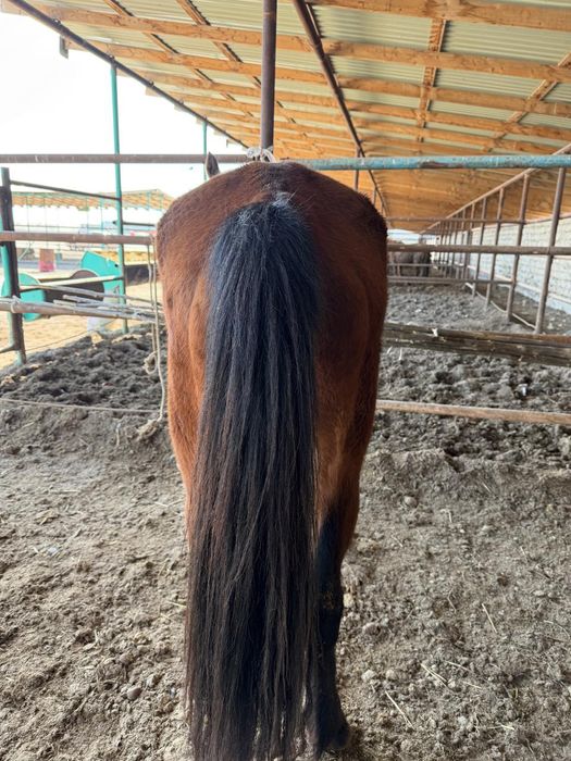 Мінгі торы Төбелі Жылқы