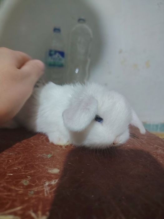 Karlik Almaz glaz quyonlar