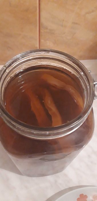 Ciuperca Kombucha ceai