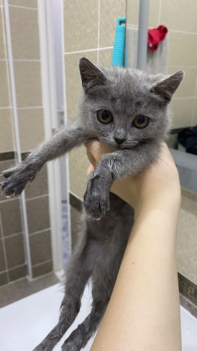 Продам котенка 3 месяцев