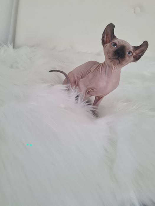Pisică  Sphinx mascul elf