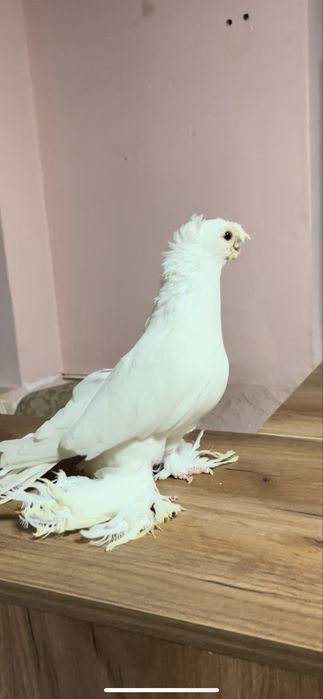 Белый самец голуби