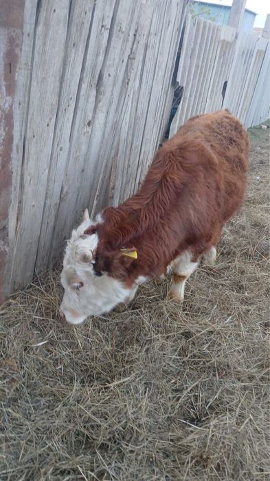 Корова / бык сиыр