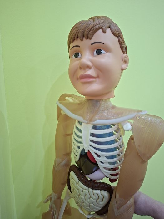 Colectia libertatea corpul uman