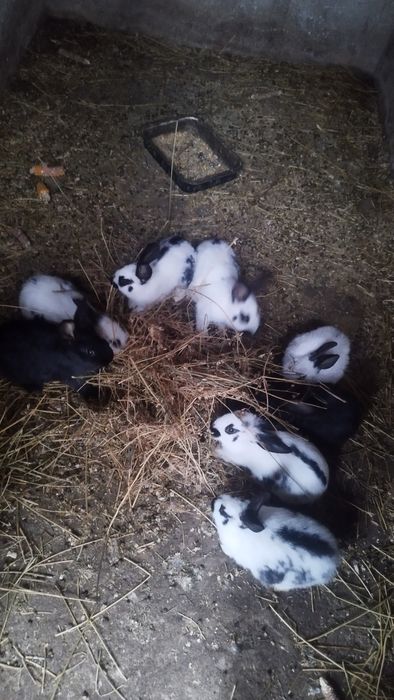 Iepurași Fluture German