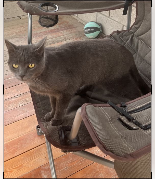 Потерялась кошечка. Просьба вернуть