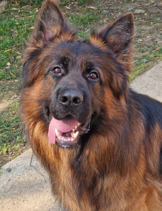 Ciobanesc German cu par lung