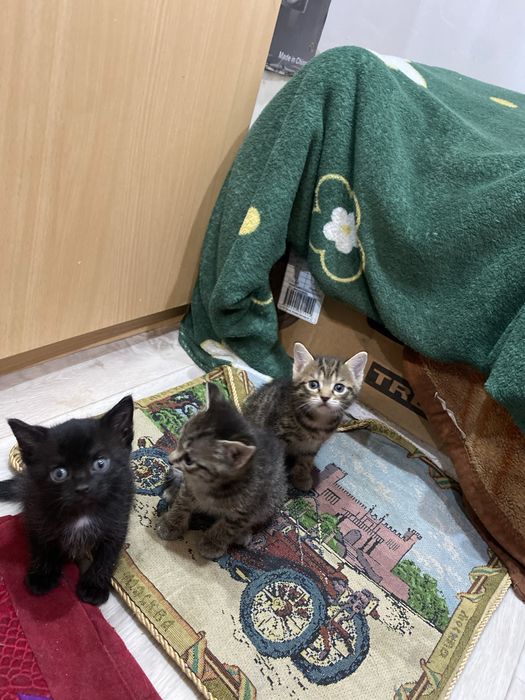 бритаская короткошерстная котят девочки