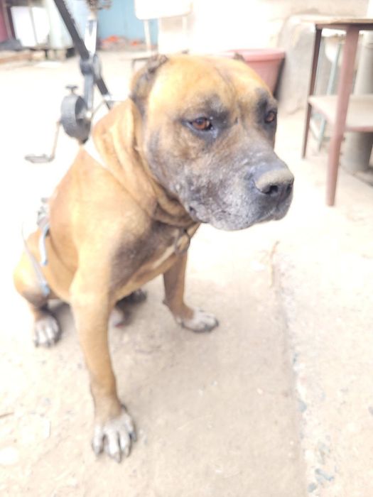 Продаёться стапр послушный и добрый  800.000 договорная