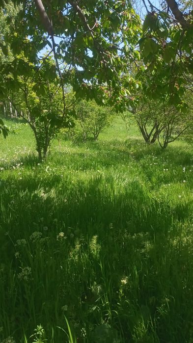 Прадаю дом с садом сад болшой