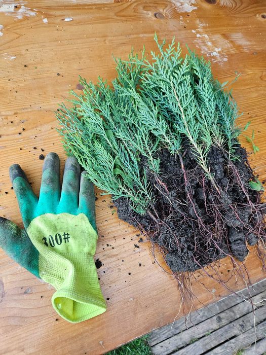 Tuia pachet 1000 buc.