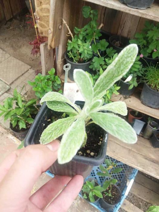 Мурсалски чай – Цена за 1 саксия 5,50лв