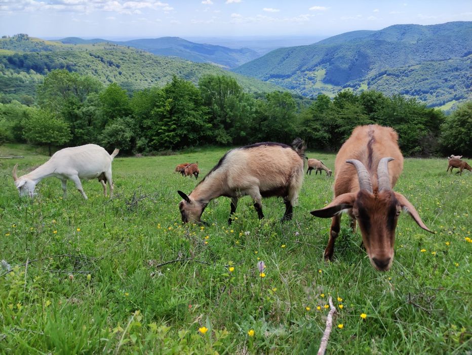 Vând capre de lapte - montate, la prima, a doua și a treia fătare