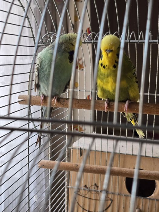 Perusi semi standard