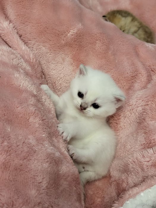 Шиншилла бринтанская