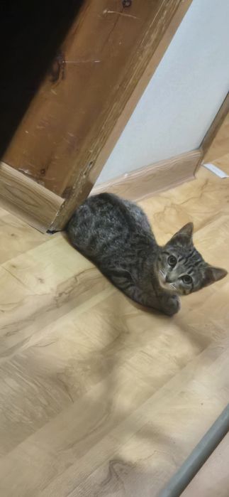отдам котёнка в хорошие руки