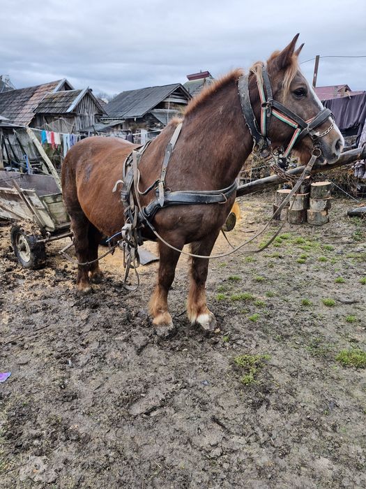 Iapă ciocolatie  de vânzare