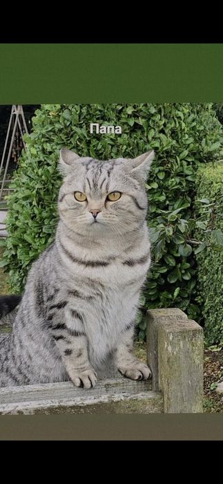 Продам британских котят