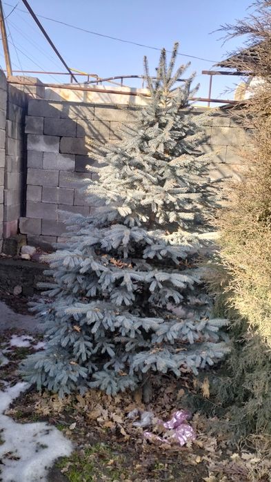 Голубой ель и туи продается