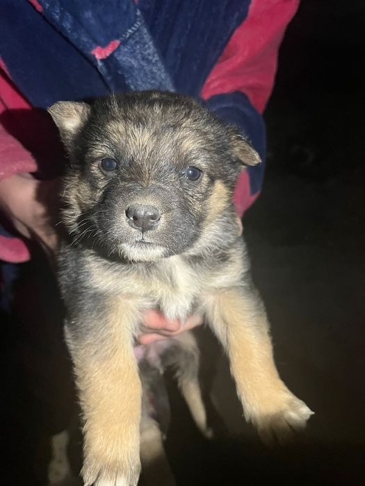 Немецкая овчарка