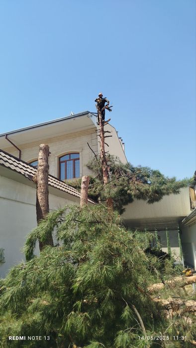 дарахт кесиш хизмати daraxt kesish butalash 7/24 Ibrohim yer haydash