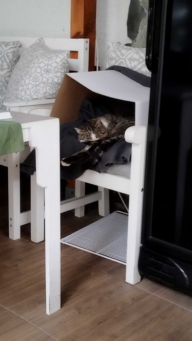 Котета търсещи дом