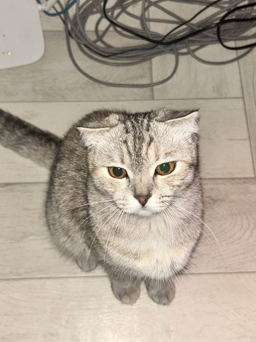 Отдам кошку в добрые руки