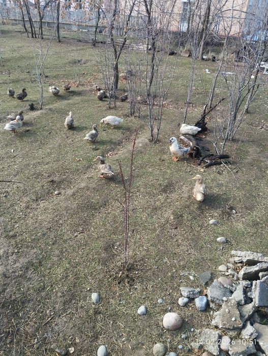 Инкубационный яйцо уток