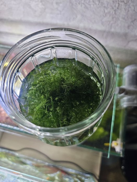 Продам мох аквариумный