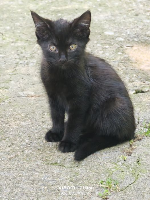 Много котят в хорошие руки.