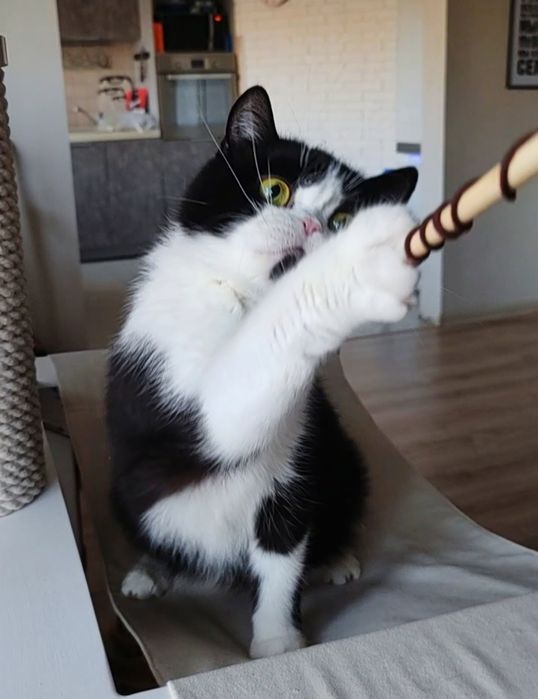 Скоттиш страйт кошка биколор