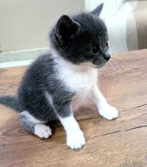 Подарявам красиви котенца