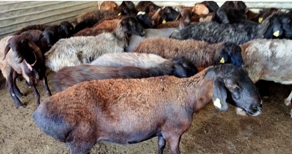 Кои токты бар багылган