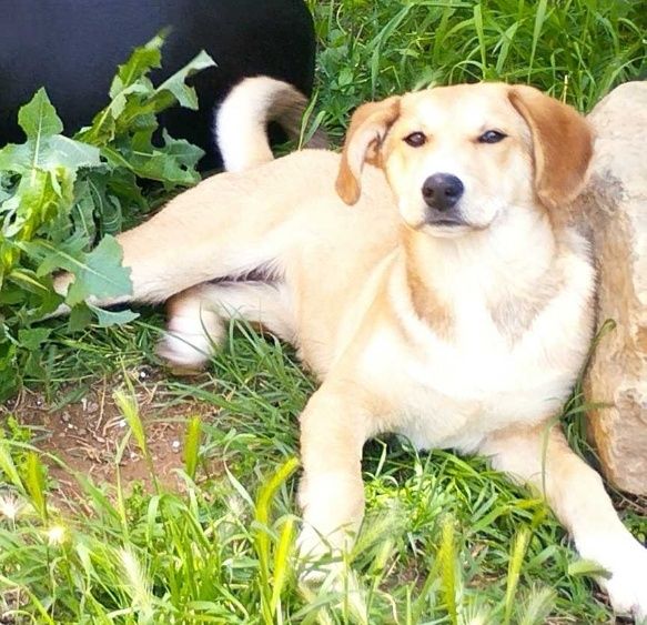 Подарявам Кученца (+ транспорт) кръстоска