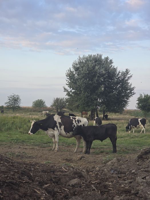 Vând vițel metis angus negru, aproape 8 luni, 190–200 kg