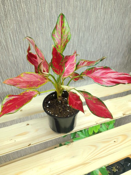 Продам Аглаонема