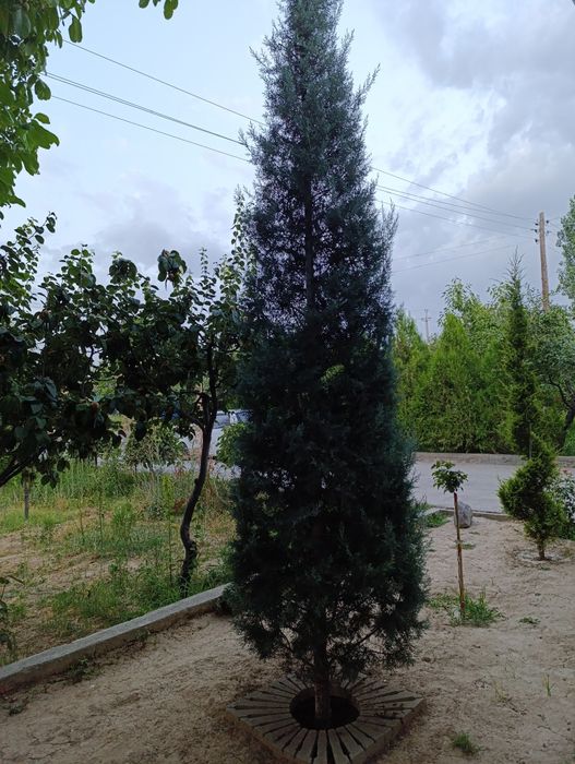 Archa italiya keparis