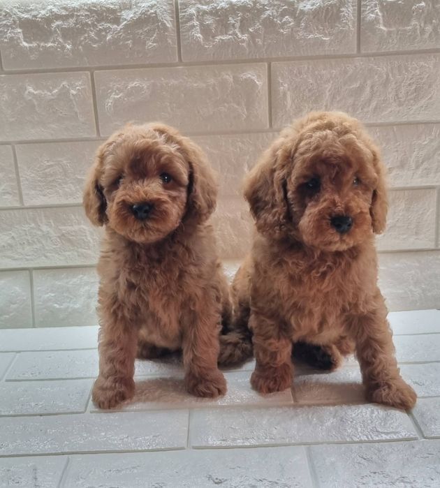 Той Пудел Мини Пудел